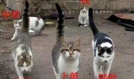 娱乐吃瓜酱牛奶猫,揭秘牛奶猫的神秘魅力